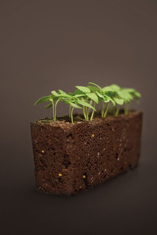 Veritable wkład nasienny Bazylia tajska VLIN.O10.Bas00D