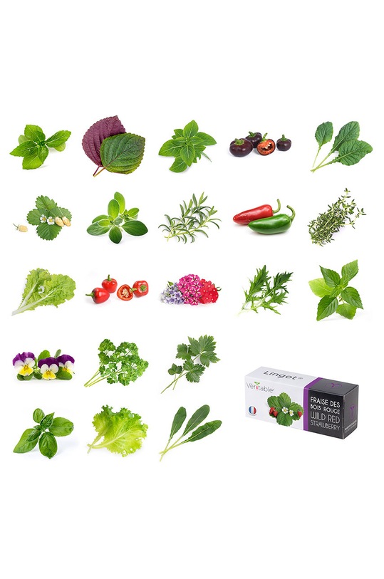 Veritable wkład nasienny Cukinia VLIN.F5.Cou015