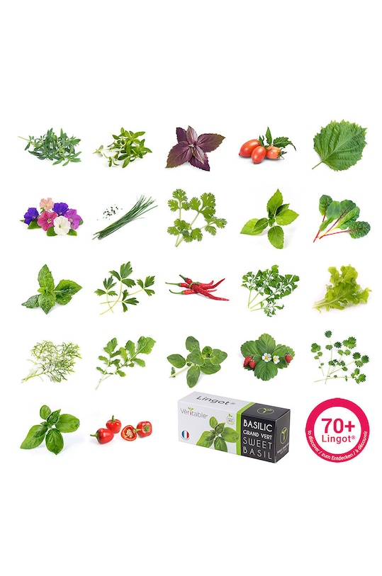 Veritable wkład nasienny Pachnotka dwukolorowa VLIN.S5.Shi051