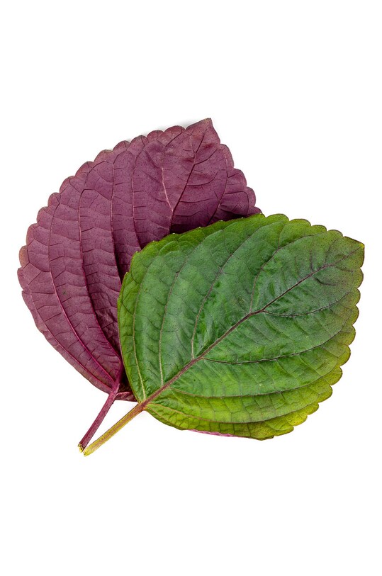 Veritable wkład nasienny Pachnotka dwukolorowa VLIN.S5.Shi051 multicolor AA00