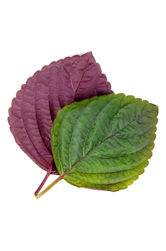 Veritable wkład nasienny Pachnotka dwukolorowa VLIN.S5.Shi051 multicolor AA00