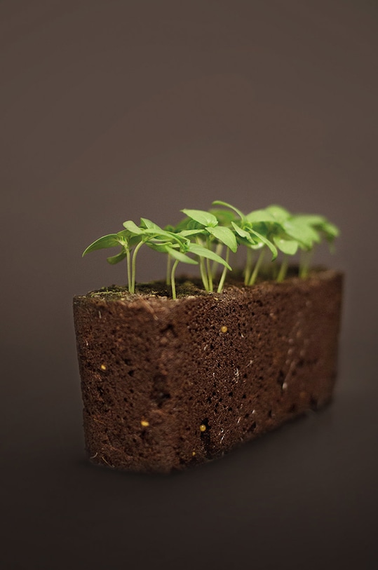 Veritable wkład nasienny Pachnotka dwukolorowa VLIN.S5.Shi051