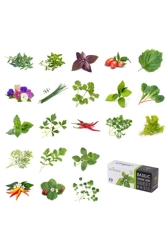 Veritable wkład nasienny Pachnotka dwukolorowa VLIN.S5.Shi051