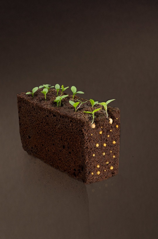 Veritable wkład nasienny Lubczyk multicolor VLIN.O10.Liv049