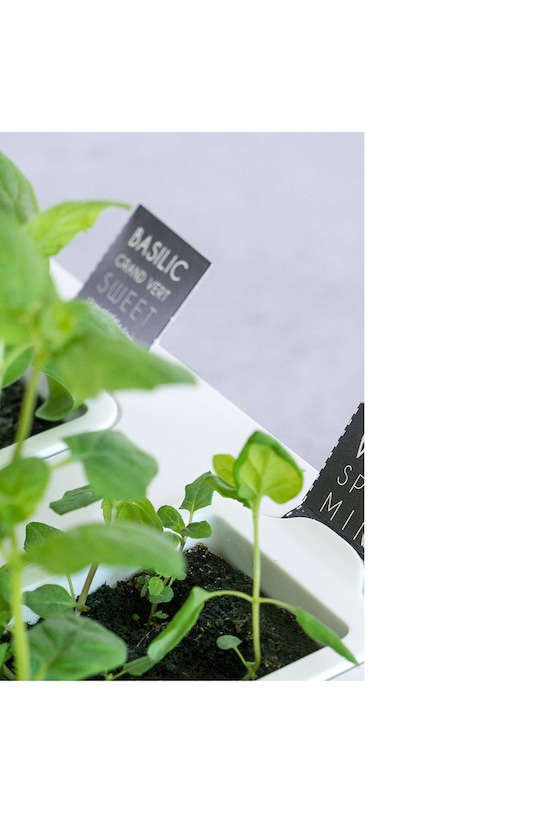 Veritable - Un set cadou pentru cultivarea plantelor KIT.FRAILING.FR.39