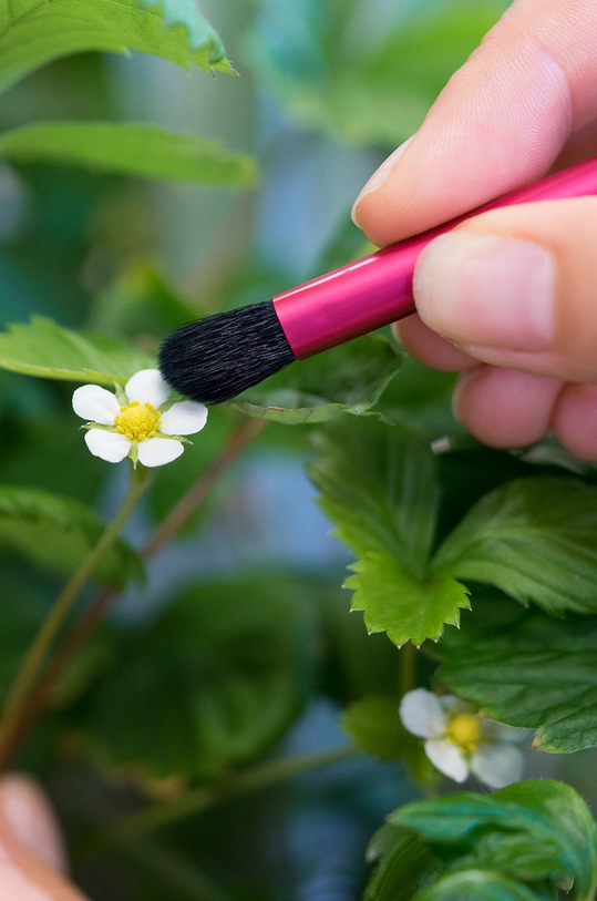 Salon i sypialnia Veritable pędzelek do zapylania A.ACC.PIN.0097.0 biały