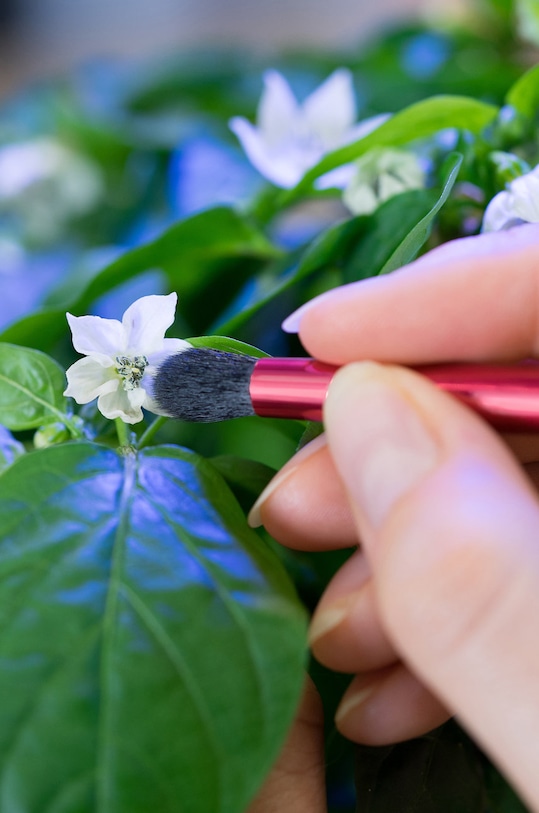 Veritable pędzelek do zapylania biały A.ACC.PIN.0097.0