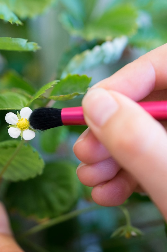 Veritable pędzelek do zapylania A.ACC.PIN.0097.0 biały