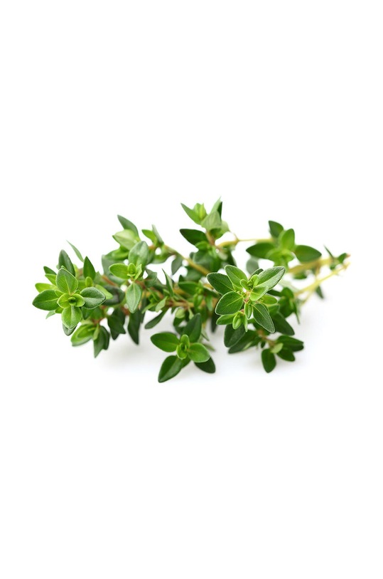 Click & Grow Semenná vložka Tymianek THYME vícebarevná AA00