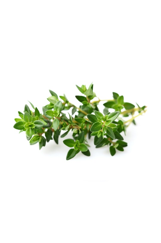 Click & Grow Semenná vložka Tymianek vícebarevná THYME