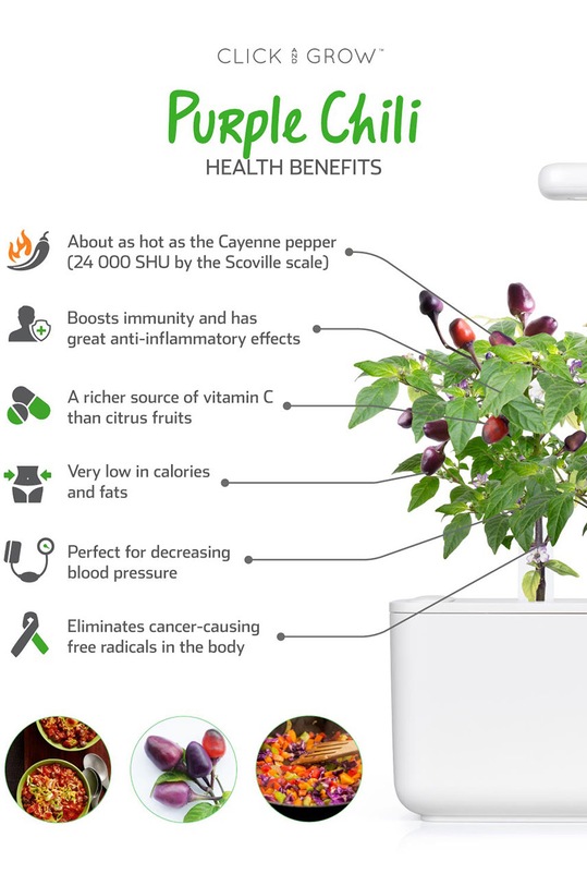 Click & Grow wkład nasienny Fioletowa Papryczka Chilli multicolor PURPLECHILIPEPPER