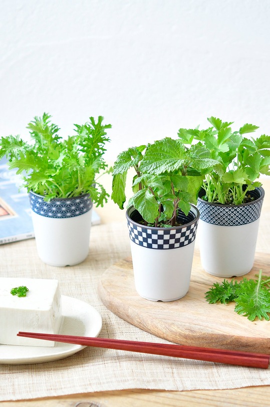 Noted set za uzgoj biljaka Yakumi, Mitsuba GD758EU.MITSUBA šarena AA00