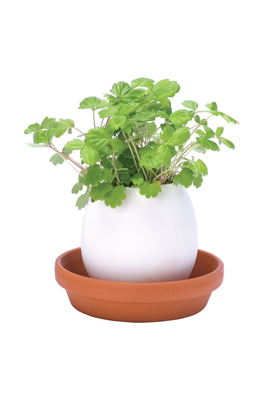 Noted set pentru cultivarea unei plante Eggling Wild Strawberry multicolor EG34EU