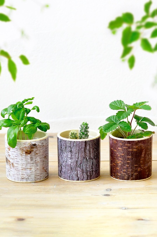 Noted set pentru cultivarea unei plante Stump Garden, Strawberry multicolor GD896EU.STRAWBERRY