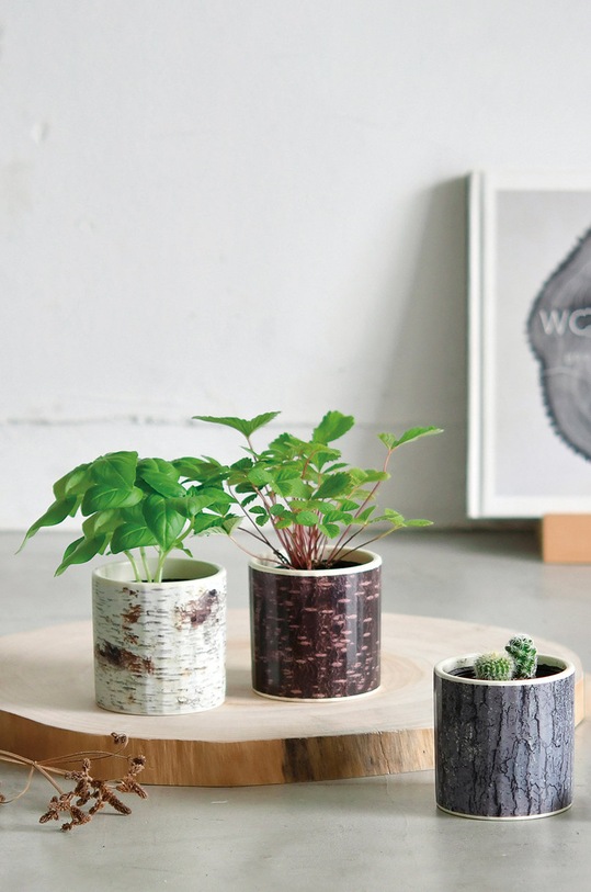 Lifestyle Noted zestaw do uprawy rośliny Stump Garden, Cactus GD896EU.CACTUS multicolor