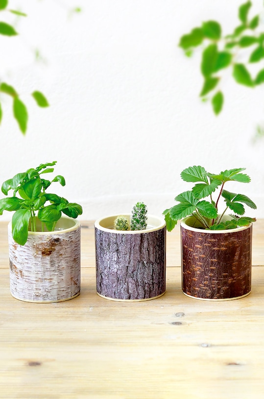 Noted zestaw do uprawy rośliny Stump Garden, Cactus multicolor GD896EU.CACTUS