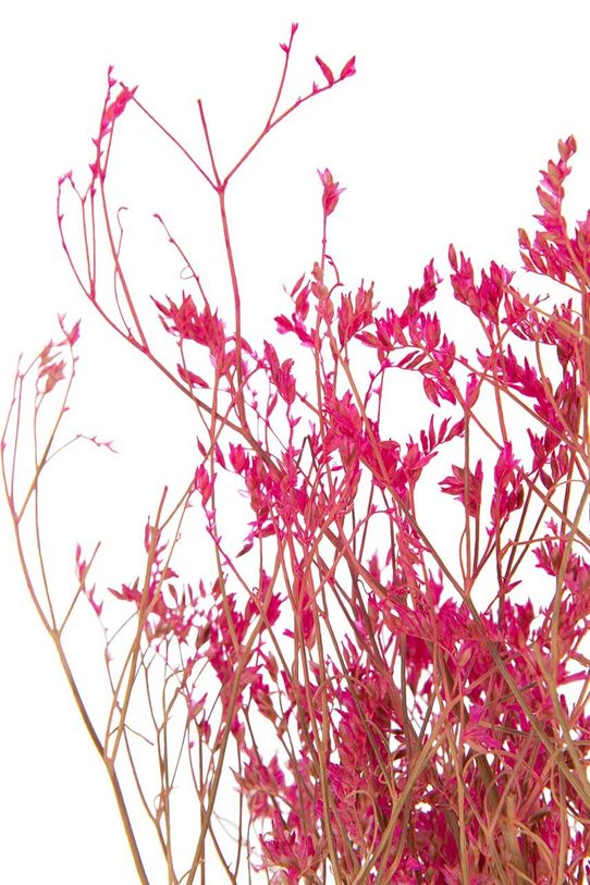 Αποξηραμένα άνθη J-Line 22472 πολύχρωμο AA00