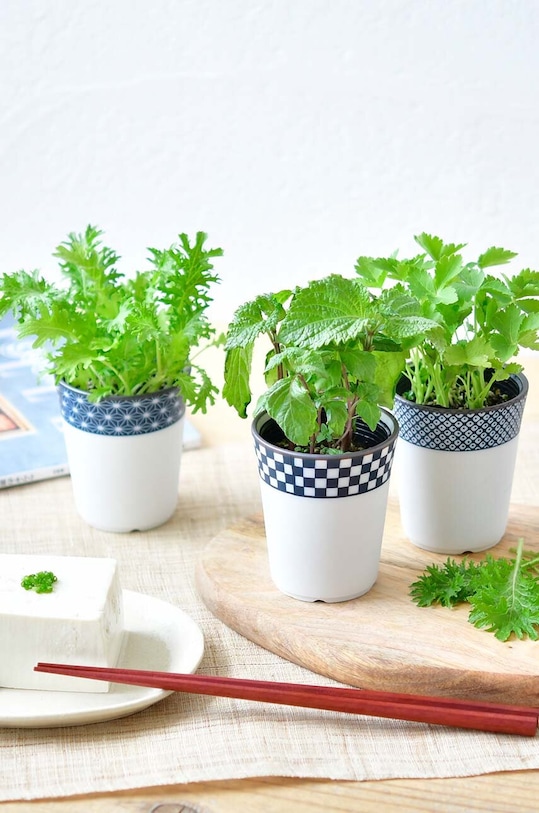 Noted set pentru cultivarea unei plante Yakumi, Mitsuba GD758EU.MITSUBA. multicolor AA00
