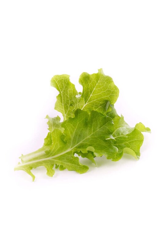 Veritable wkład nasienny Sałata dębolistna VLIN.L5.Lai019 multicolor AA00