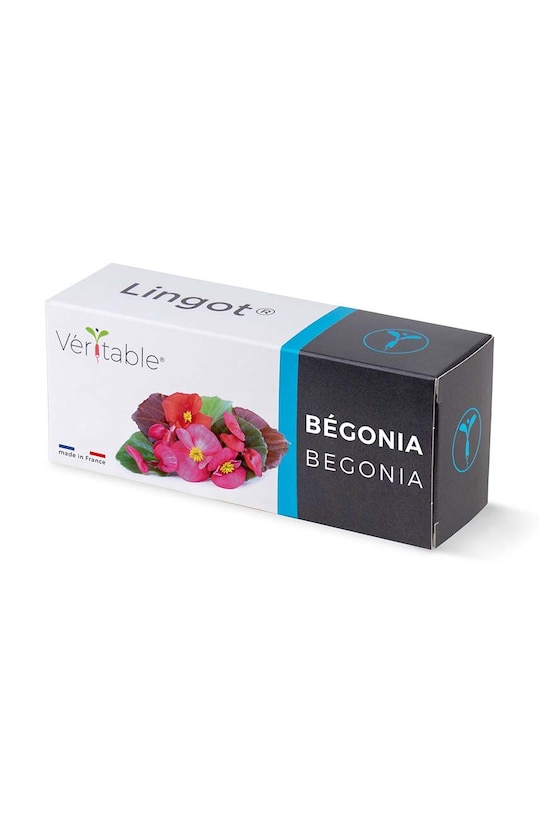 Veritable insertie de seminte Begonia multicolor VLIN.F5.Beg05B