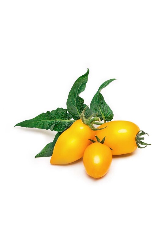 Semenski vložek Veritable Pomidor koktajl rumena VLIN.L5.Tom053 pisana AA00