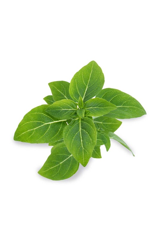 Посевной вкладыш Veritable Bazylia Karłowa VLIN.O10.Bas026 мультиколор AA00