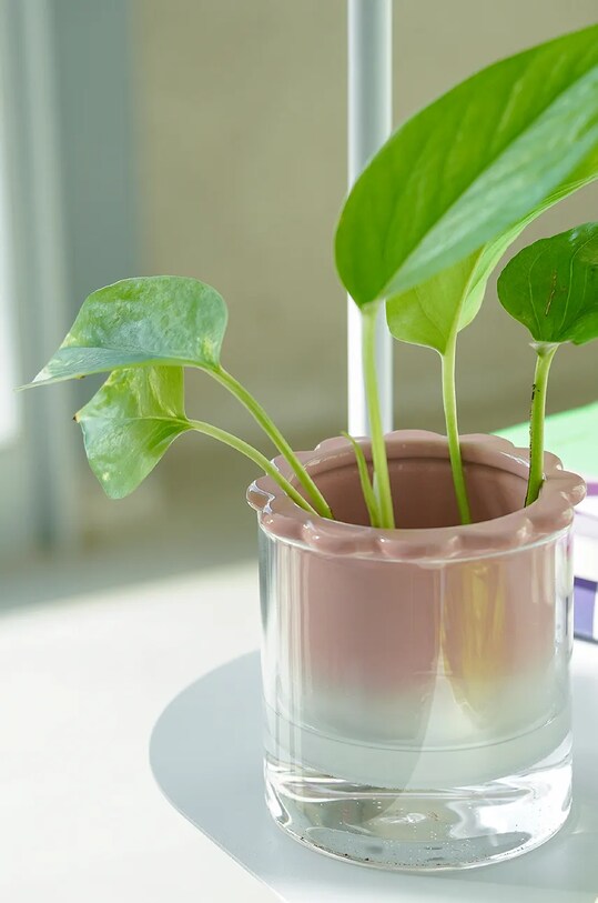 Living și dormitor Helio Ferretti vază hidroponică Celestina 122488 multicolor