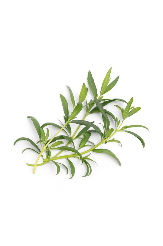 Veritable wkład nasienny Hyssop VLIN.O10.Hys03A multicolor AA00