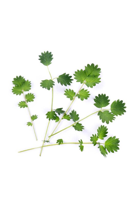 Veritable insertie de seminte Salad Burnet VLIN.O10.Pim025 multicolor AA00