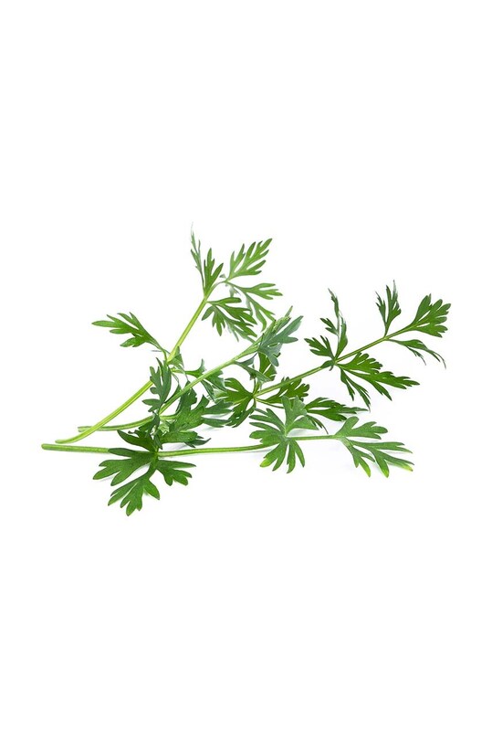 Вставка з насінням Veritable Caraway VLIN.O10.Cum042 барвистий AA00