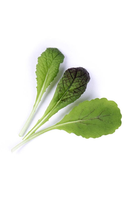 Veritable wkład nasienny Red Giant Mustard VLIN.J10.Mou01D multicolor AA00