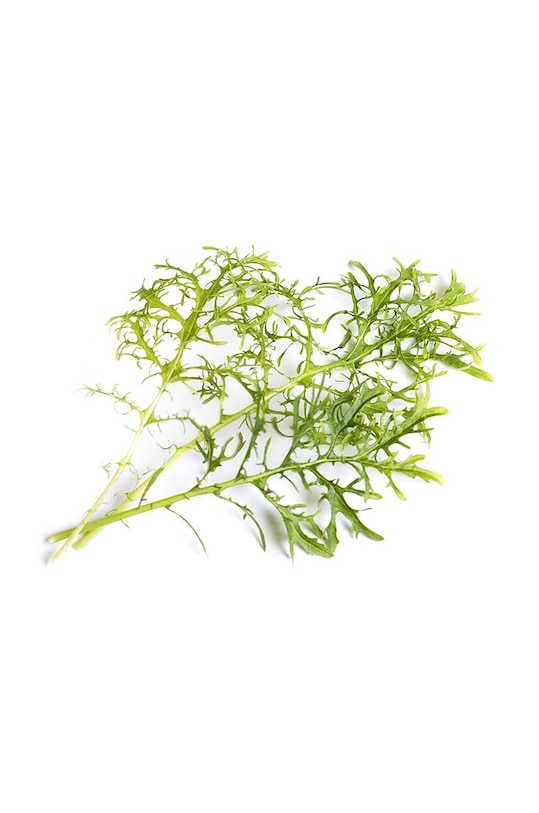 Veritable wkład nasienny Golden Frill Mustard VLIN.J10.Mou01E multicolor AA00