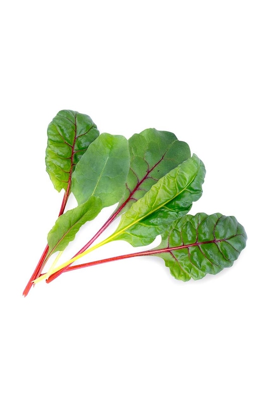 Umetak sa sjemenom Veritable Swiss Chard VLIN.J10.Poi020 šarena AA00