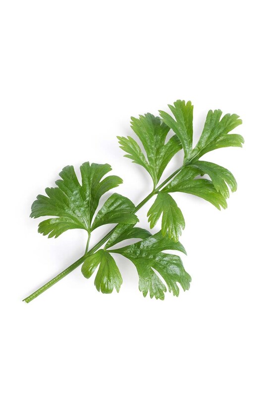 Náplň so semienkami Veritable Celery VLIN.J10.Cel02D viacfarebná AA00