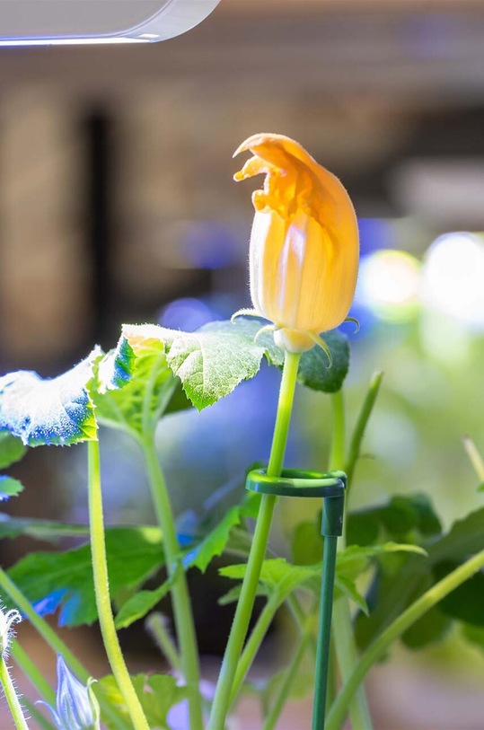 Podpery k rastlinám Veritable 12-pak viacfarebná A.ACC.TUT.00109.12