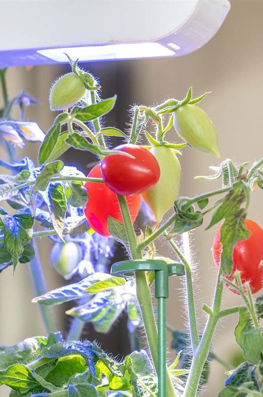 Podpery k rastlinám Veritable 12-pak A.ACC.TUT.00109.12 viacfarebná