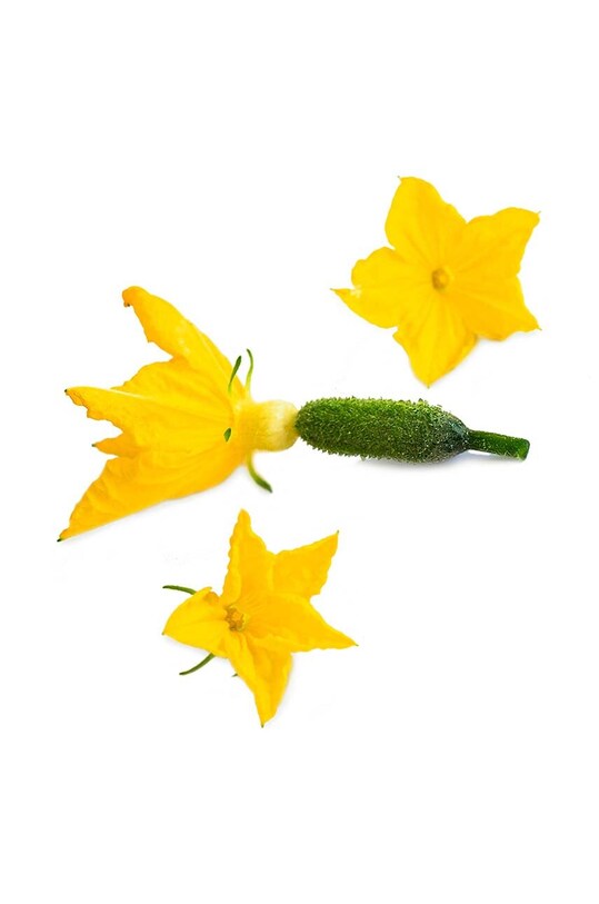 Посевной вкладыш Veritable Pickle Flower VLIN.L5.Cor061 мультиколор AA00