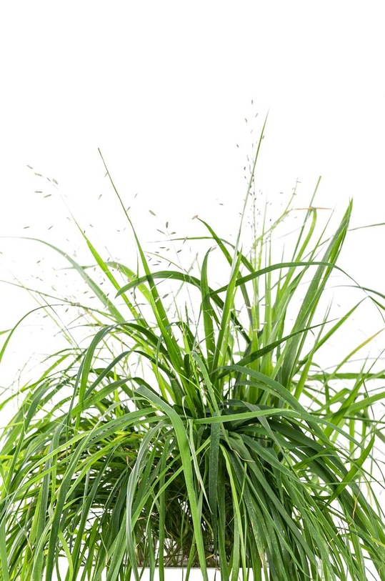 Veritable wkład nasienny Love Grass VLIN.D5.Her068 multicolor AA00