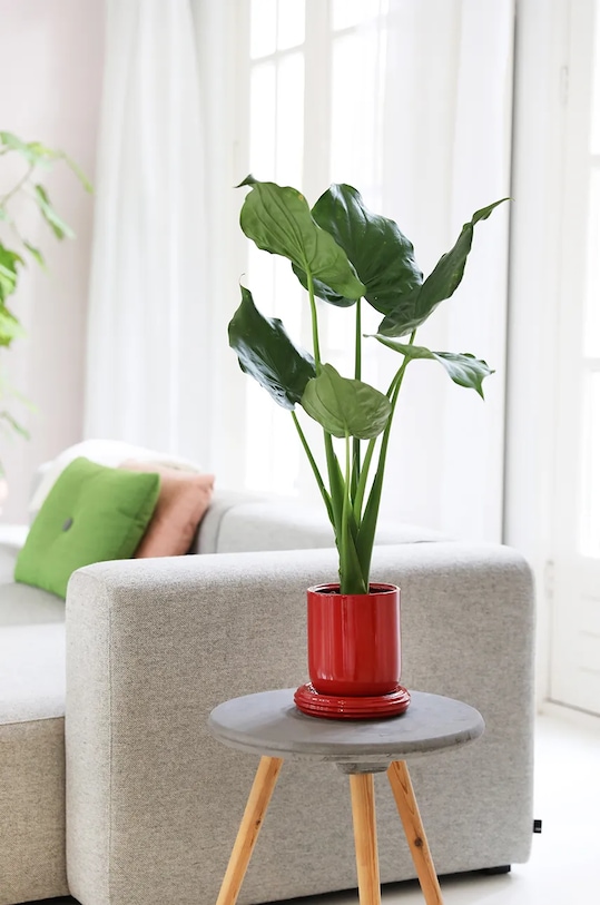 Γλάστρα &k amsterdam churros burgundy 3539.05 μπορντό AA00