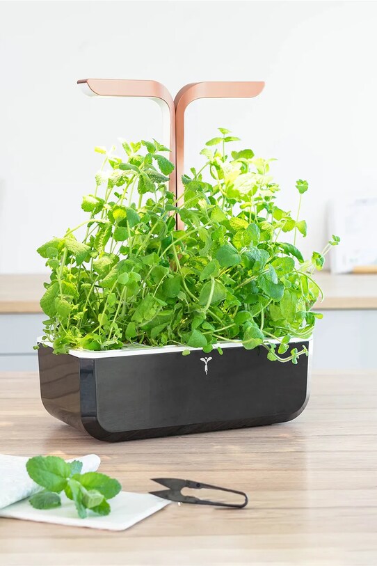 Living și dormitor Veritable insertie de seminte Mięta Jabłkowa VLIN.O10.Men057 multicolor