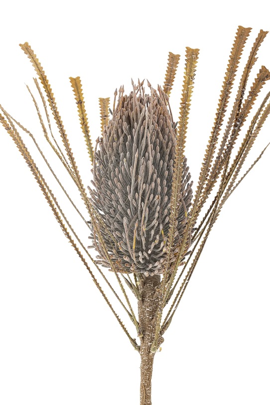 Bloomingville sztuczna roślina Palmflower Stem 72 cm 82061471 multicolor AA00