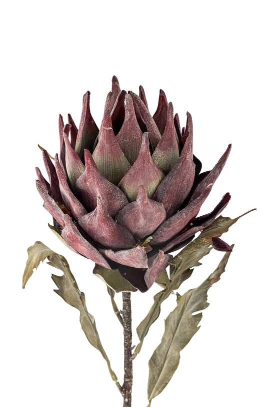 Bloomingville sztuczna roślina Protea Stem 76 cm 82061467 multicolor AA00