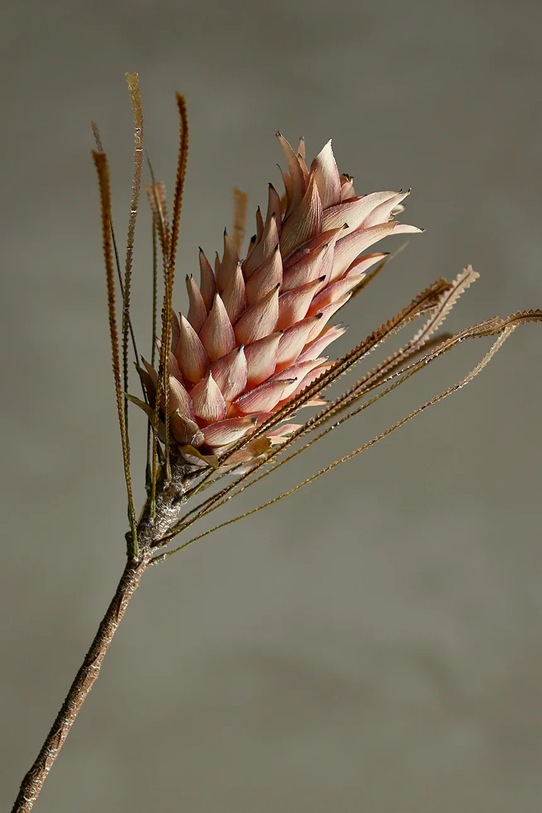 Salon i sypialnia Bloomingville sztuczna roślina Palmflower Stem 73 cm 82061469 multicolor
