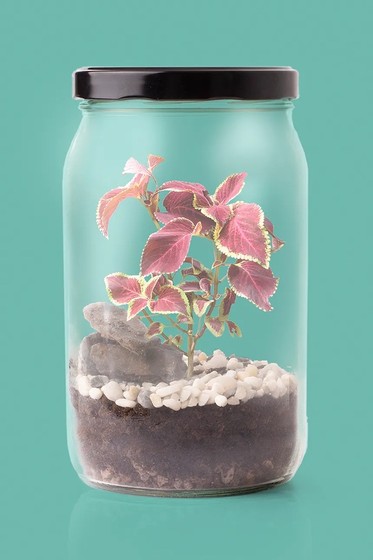 RESETEA mini szklarnia Terrarium 16 x 21,5 cm Erst569 multicolor AA00
