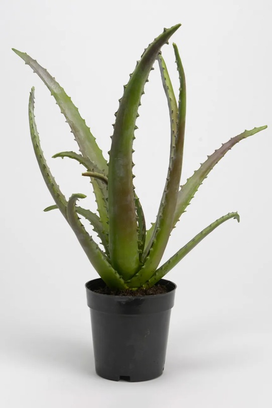 home & lifestyle sztuczna roślina w doniczce 48 cm zielony 133921