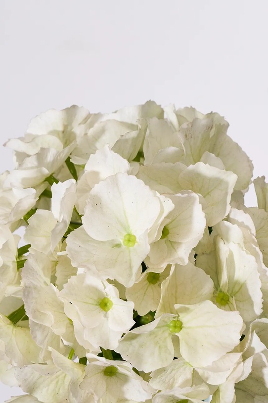 Τεχνητό λουλούδι House Doctor HDHydrangea 22 x 50 cm 900001455 πολύχρωμο AA00