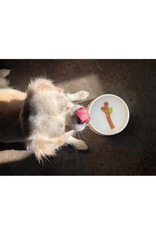 Luckies of London castron cu apă pentru câini Fetch Stick SK.BOWLSTICK1 multicolor