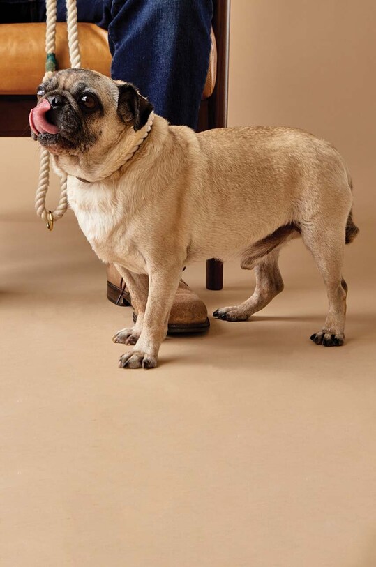 Field + Wander smycz dla psa Rope Leash FAW011UK beżowy