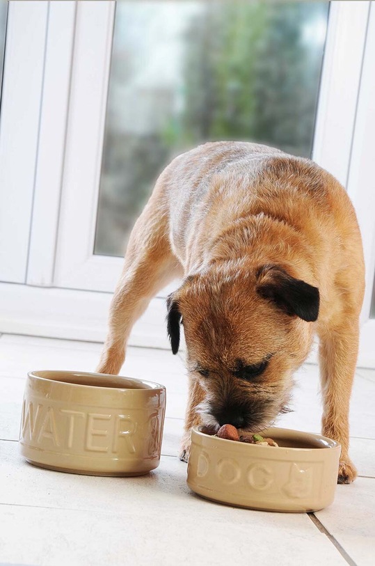 Mason Cash castron pentru câini bej 2030.309