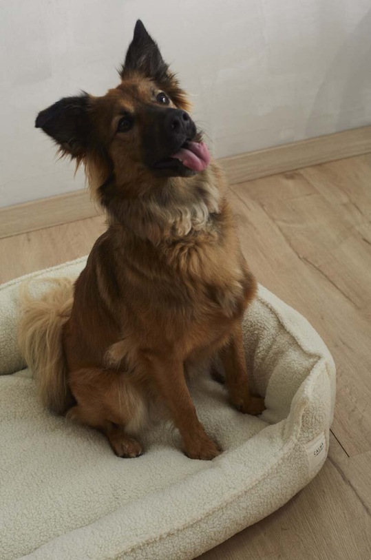Легло за домашен любимец Calma House Henry Dog L HENRY.DOGL.CRU бежов AA00